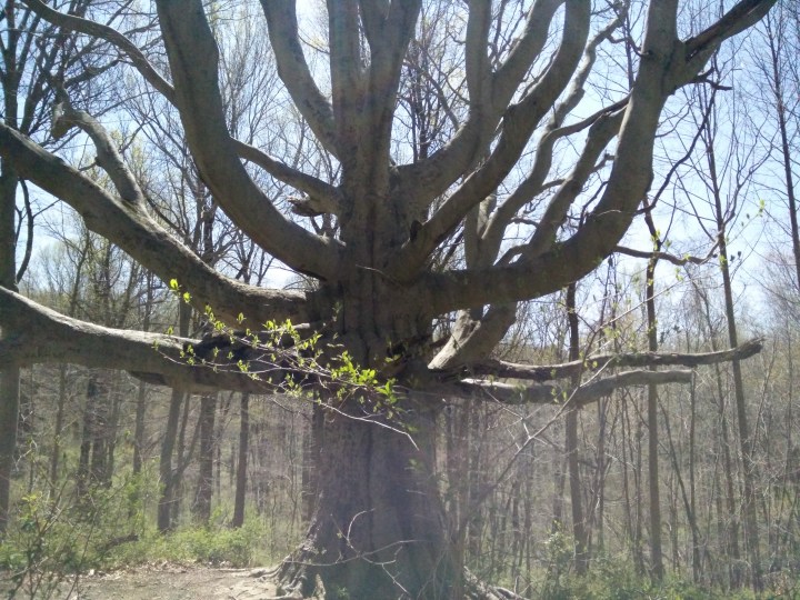 20160410 The Great Beech tree