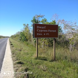 Highest elevation in the Everglades