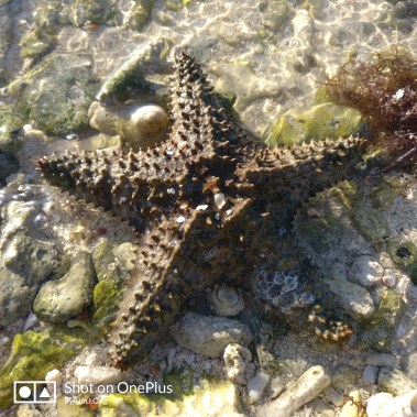 Starfish on the Beach