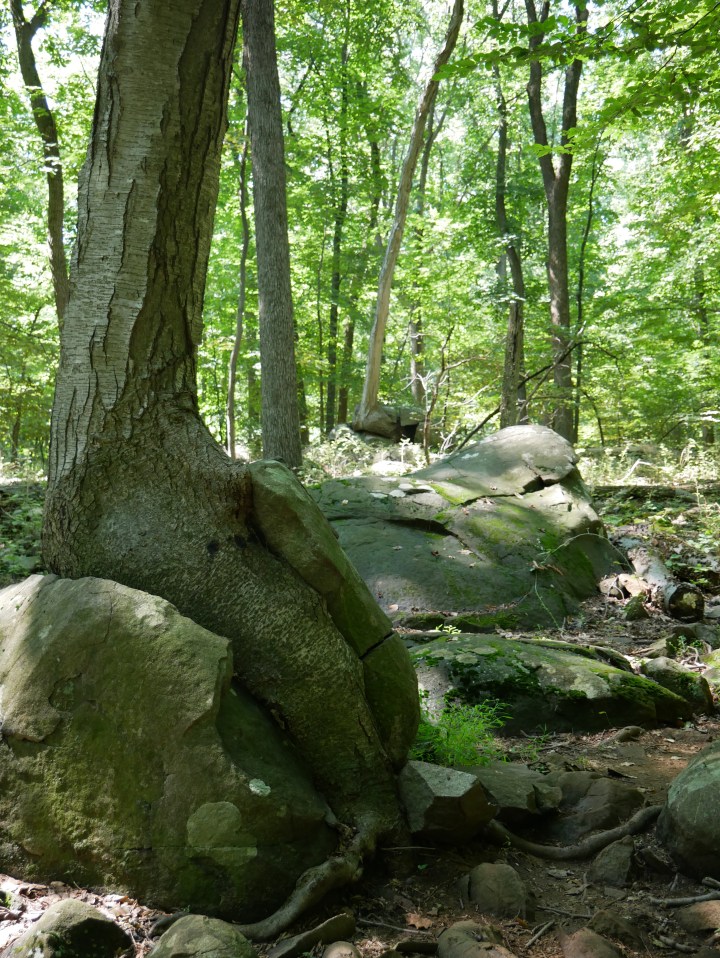 P1000499