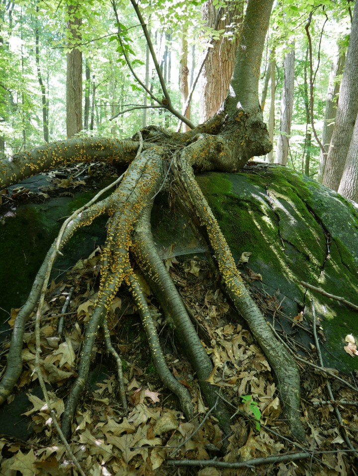 P1000514